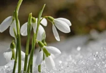 UMUTLA GELEN BİR BAYRAM DİLEĞİYLE…